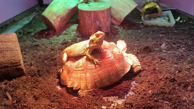 Slow Moving Turtle With A Lizard Companion