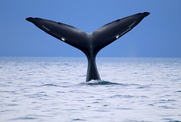 Fototapeta premium Whale Tail The tail of a whale emerging from the water ;;