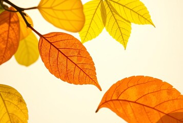 Naklejka premium _ - Photographically printed images of spring leaves on light-se