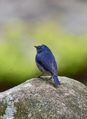 A male Snowy-browed Flycatcher bird is looking for food for her chicks enjoying the cool morning atmosphere in the mountains.