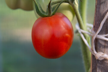 Beautiful red round tomato on a branch on a blurred green background