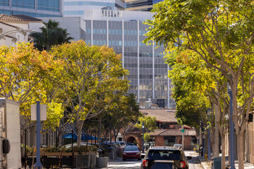 Westwood Village, Los Angeles, California, USA - November 16, 2024: Afternoon sun shines on autumn leaves and the Westside skyline buildings.