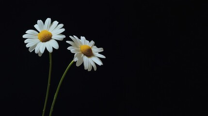 Two white daisies with yellow centers on black background.