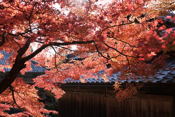 Orange-red maple leaves in autumn in a garden in Japan.