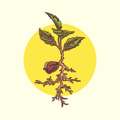 growing oak seed vector illustration