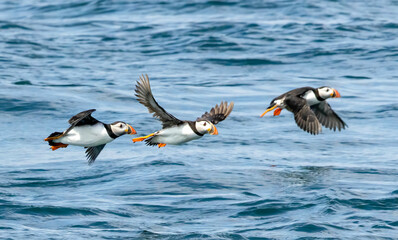 Fototapeta premium Atlantic Puffin on breeding rocks of Bempton cliffs, UK