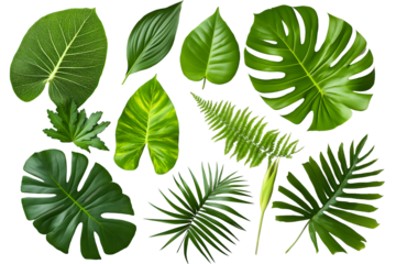 Set of green tropical leaves isolated on white background, cut out.