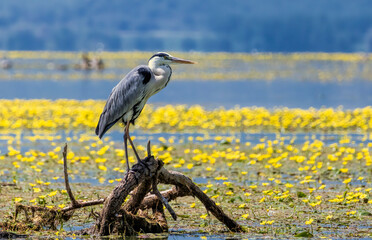 Grey Heron (Ardea cinerea) in natural habitat