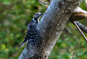White-backed woodpecker on a tree
