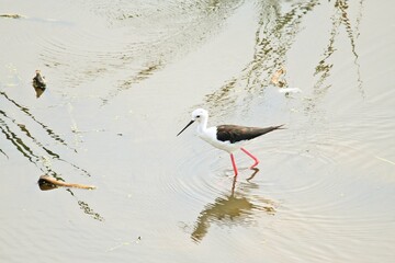 Black winged stilt (Himantopus himantopus) searching for food in swamp