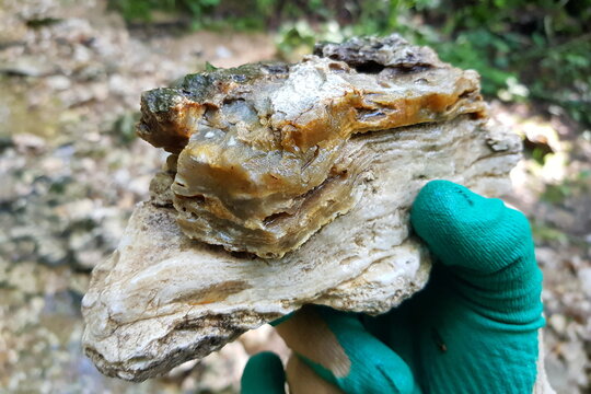 Limestone rock partially replaced by chalcedony, pseudomorph of silica on limestone, field photo. Russia