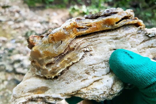 Limestone rock partially replaced by chalcedony, pseudomorph of silica on limestone, field photo. Russia
