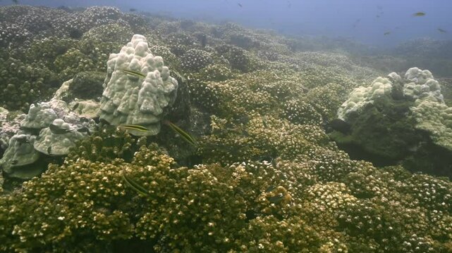 Blanqueamiento de coral y proliferaci&oacute;n de algas invasoras en arrecifes de Isla Coiba, Panam&aacute;, evidenciando los impactos del cambio clim&aacute;tico, la eutrofizaci&oacute;n y la acidificaci&oacute;n del oc&eacute;ano