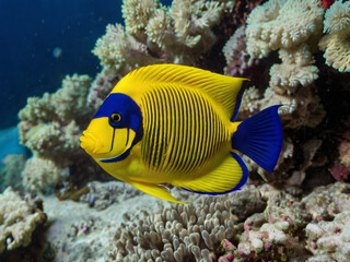Obraz premium fish in coral background