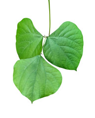 Obraz premium Organic green bean leaves - minimalist white background