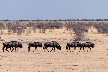 Telephoto shot of a herd of blue wildebeest - Connochaetes taurinus- trekking across the plains of Etosha national Park, Namibia.