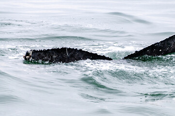 Tail fin of a surfacing whale, in Walvis Bay, Namibia.