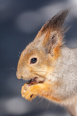 Obraz premium The squirrel in winter sits on white snow.