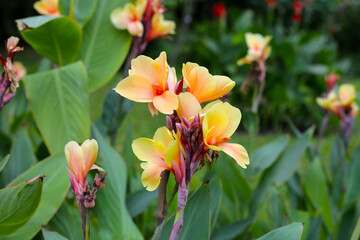 Fototapeta premium Blooming canna lily flower with green leaves