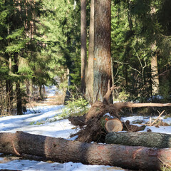 Obraz premium Trunk trees that was cut down because they fell on a forest road during a winter storm.