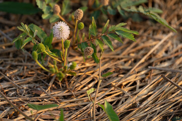 Delicate flower of sensitive tree