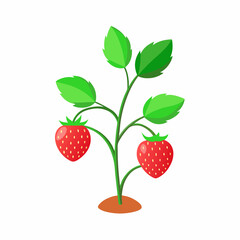 Strawberry bush with one berry growing