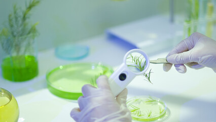 A scientist holding a magnificent glass is observing a tea tree branch. A frontal-angle picture...