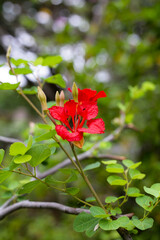 Red bauhinia flower or Red orchid tree
