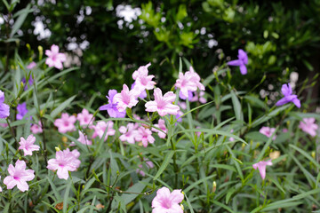 Obraz premium Ruellia tuberosa flowers with green leaves