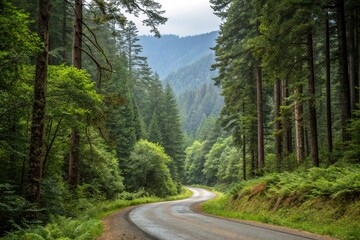 Fototapeta premium A single lane forest road surrounded by dense foliage and towering trees, dense undergrowth, forest road, woodland surroundings, rural landscape