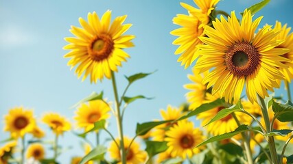 Obraz premium Bright yellow sunflowers swaying gently in the breeze on a sunny summer day, sunflowers, warm weather