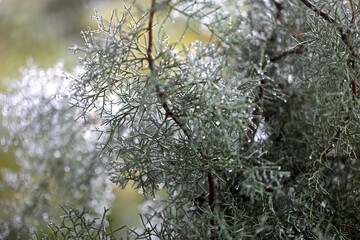 雨の日のコニファーブルーアイス