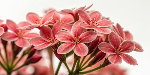 Obraz premium Cluster of small pinkish-red flowers with soft velvety texture and a subtle sheen, velvety, cluster, pinkish-red