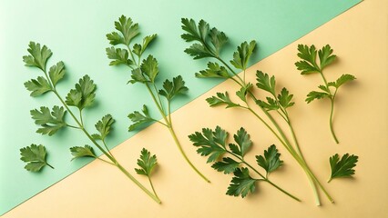 Obraz premium Flat lay composition of multiple isolated parsley herbs on an alpha-colored background with varying shades and hues, fresh, leafy, plant