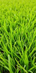 Vibrant green grass field texture close-up, outdoors, background