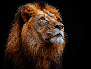 Fototapeta premium Nostalgic moment of a lion captured nature's majesty portrait photography dark environment close-up view childhood memories