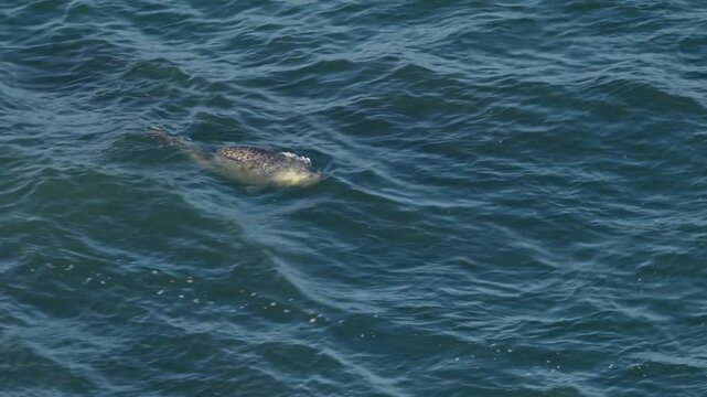 점박이물범, Phoca vitulina, Spotted Seal