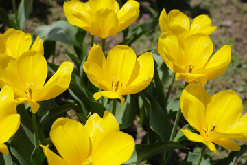 Obraz premium Tulip flower garden. The Expo 70 Commemorative Park, Osaka, Japan
