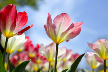 Obraz premium Beautiful tulip flower garden. The Expo 70 Commemorative Park, Osaka, Japan