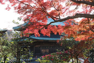 秋の鎌倉。建長寺。仏殿と紅葉。
