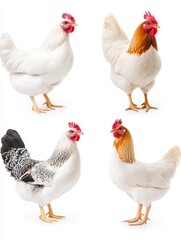 Fototapeta premium Chicken varieties in farmyard setting animal photography natural environment aesthetic viewpoint agriculture concept