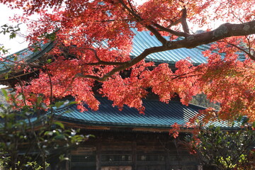 秋の鎌倉。建長寺。仏殿と紅葉。