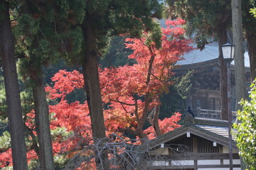 秋の鎌倉。建長寺。紅葉に彩られる境内。