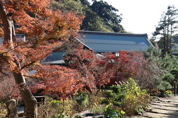 秋の鎌倉。建長寺。紅葉に彩られる境内。