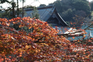 秋の鎌倉。建長寺。法堂と紅葉。