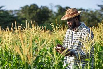 Farmer Inspecting Corn Crops with Tablet in Hand, Wearing a Straw Hat and Checked Shirt, Observing Growth and Taking Notes in Field, Agriculture and Technology Integration on a Bright Day