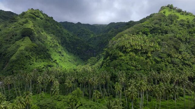 Papara Tavera Tahiti Island line row of coconut palm trees plantation farmland French Polynesia aerial drone Papeete Tautira Taiarapu mountain side village sunny daylight forward pan up reveal