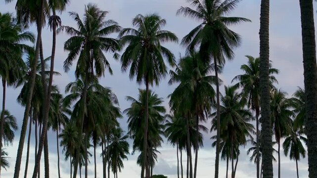 Plantation farmland line row of coconut palm trees Papara Tavera Tahiti Island French Polynesia aerial drone Papeete Tautira Taiarapu Monoi evening afternoon dusk sunset clouds forward pan up motion