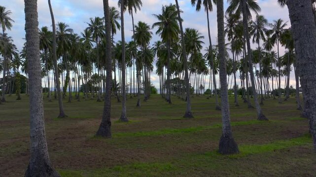 MonoiPlantation farmland line row of coconut palm trees Papara Tavera Tahiti Island French Polynesia aerial drone Papeete Tautira Taiarapu Monoi evening afternoon dusk sunset clouds forwards slowly