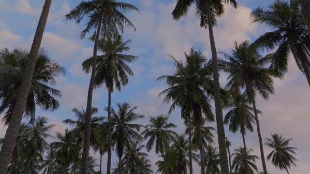 Papara Tavera Tahiti Island line row of coconut palm trees plantation farmland French Polynesia aerial drone Papeete Tautira Taiarapu Monoi sunset cloudy South Pacific Ocean backwards looking up
